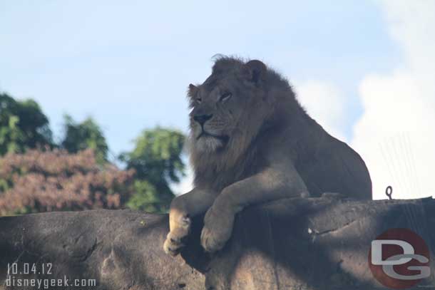 A male lion looking out (the driver said this is a four year old male..)