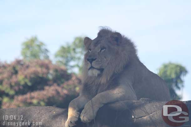 Trying to remember but think this is the first time seeing this male.. usually it is an older looking one.