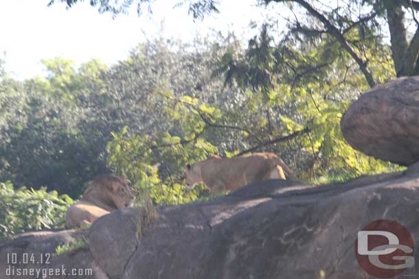 One headed toward the male.  This is the first time I remember seeing three lions out at once.  Usually two.. 