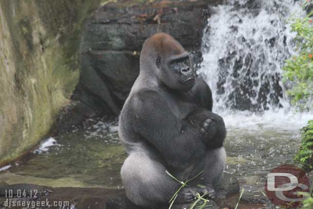 Took a peek into Pangani and saw this male silverback down in the water.