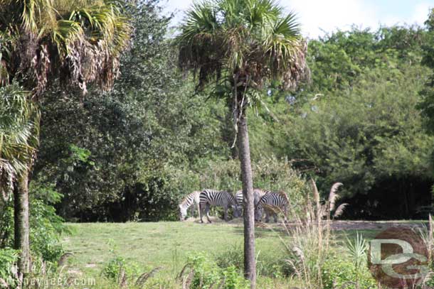 Zebras hanging out waiting for their new home.