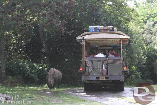 The white rhino still hanging out near the road.