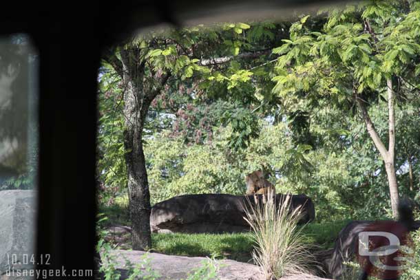 The lioness took over the front of the rock.  