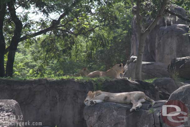 A picture with all three lions in it.