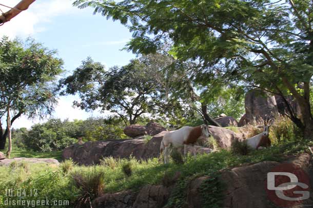 The scimitar horned oryx, notice the lion in the background.