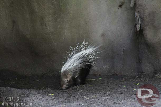 A Porcupine along the discovery island trails.