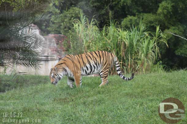 A tiger roaming around.