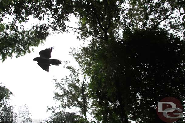 A large bird flying overhead.