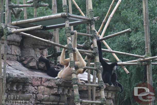 The gibbons were hanging around.