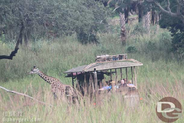 Time for a safari.