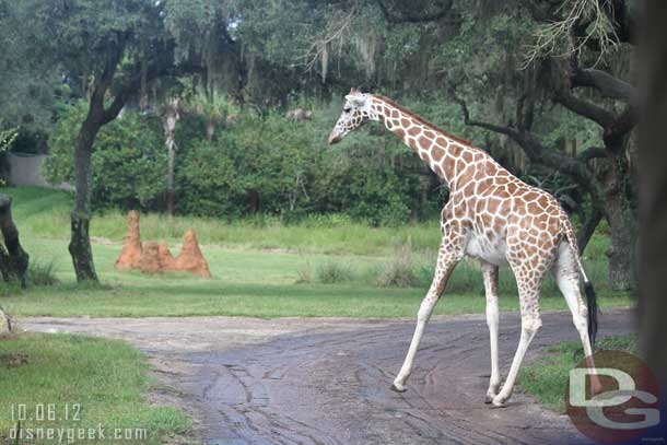 Why did the giraffe cross the road?  Insert your own punchline...