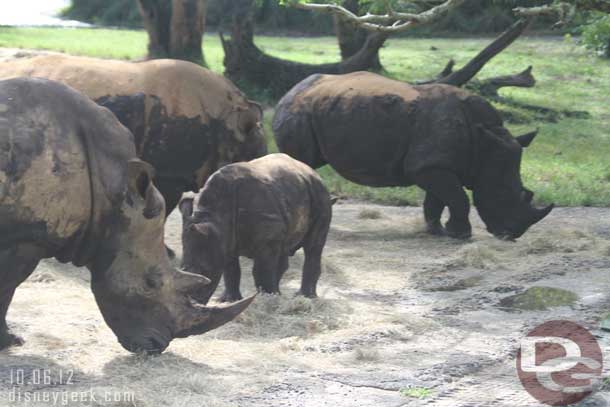 The young white rhino was out today.