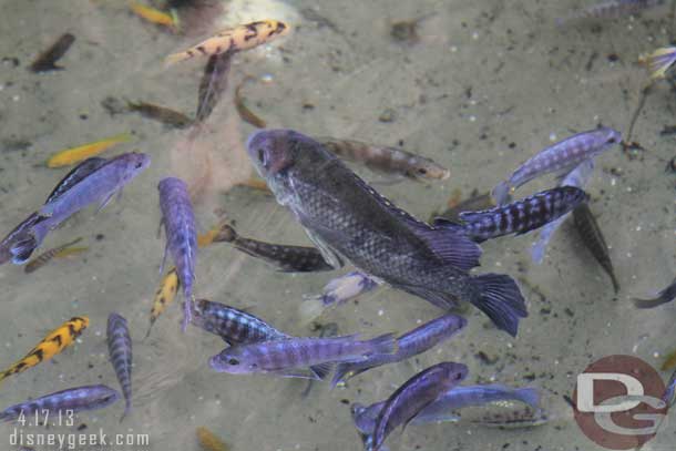 Walking through Pangani Forest.. some fish.