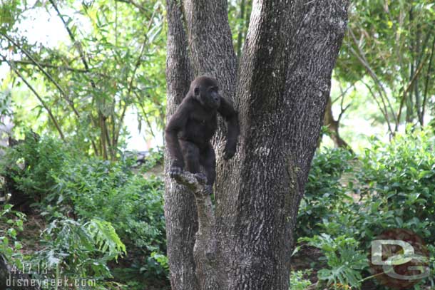 He climbed the tree for a better look