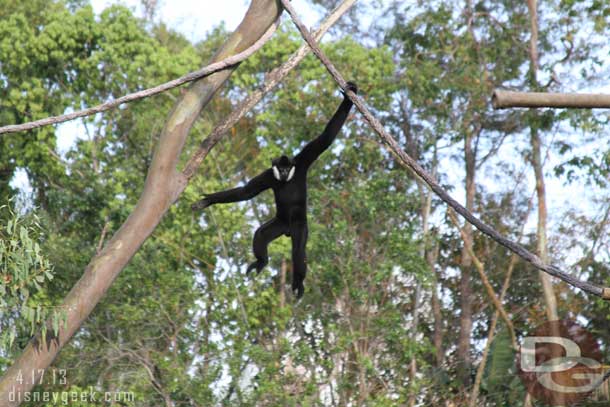 A gibbon just hanging around.