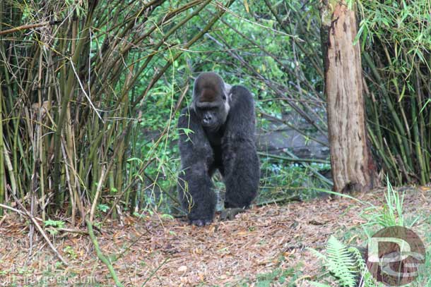 Waited near the exit and watched the male silverbacks in Pangani while I waited.