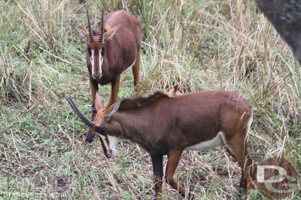 Sable Antelope