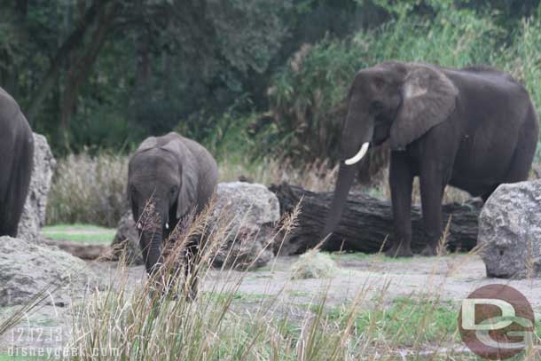 Elephants