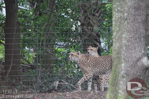 Cheetah