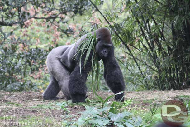 Next up Pangani Forest and the gorillas.