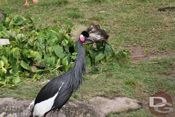 A crane near the Tree of Life