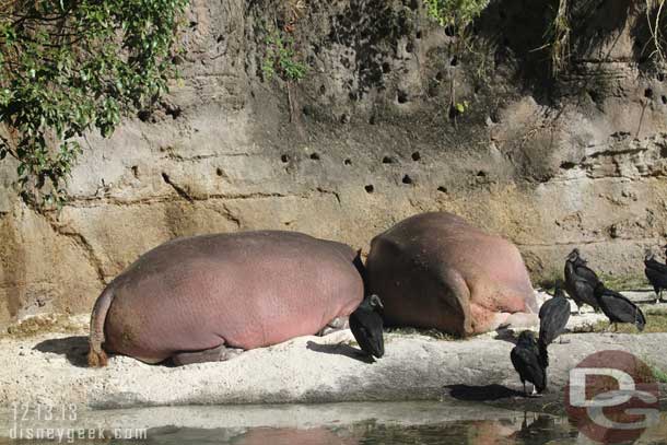 a couple of hippos enjoying the morning sun.