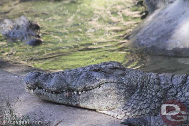 A Nile crocodile