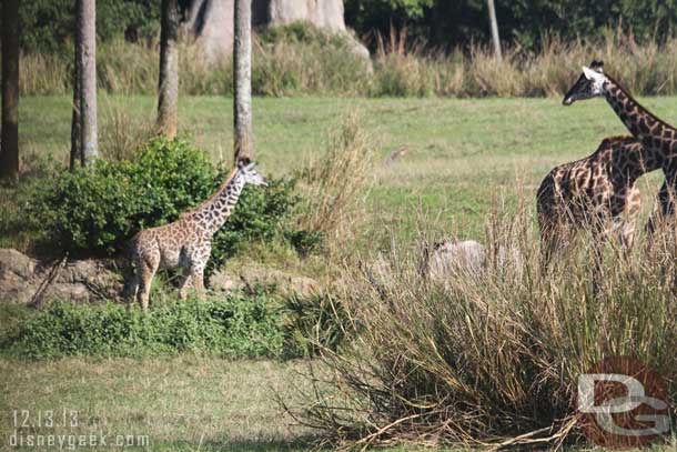 A young giraffe on the savanna