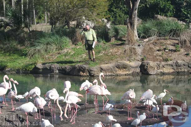 A cast member out observing the flamingos