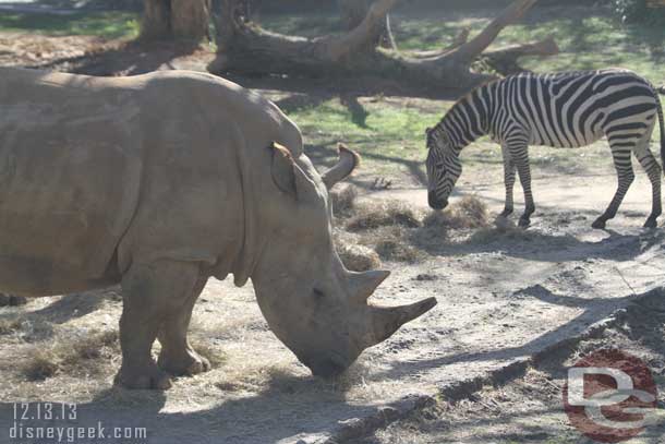 A white rhino and zebra feeding peacefully.