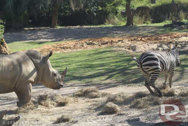 Then the rhino decided not to share and chased the zebra away.