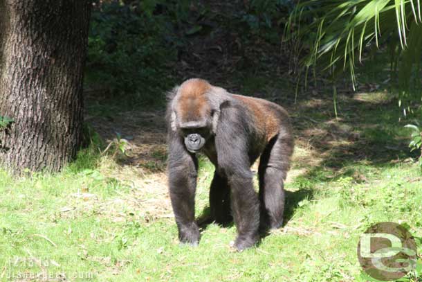 The cast member said this gorilla had arrived only a few months ago.