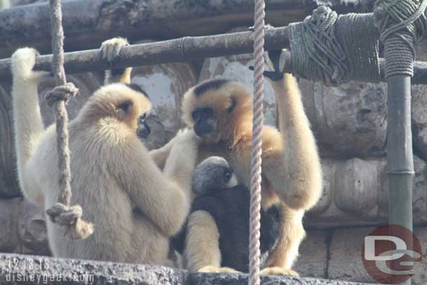 A baby hanging on to his mother.