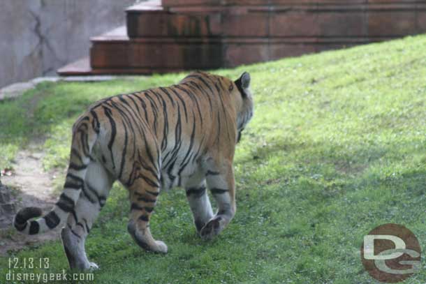 The best shot of a tiger today.. not very good.  The others were all just laying around.