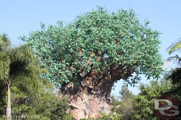 Tree of Life