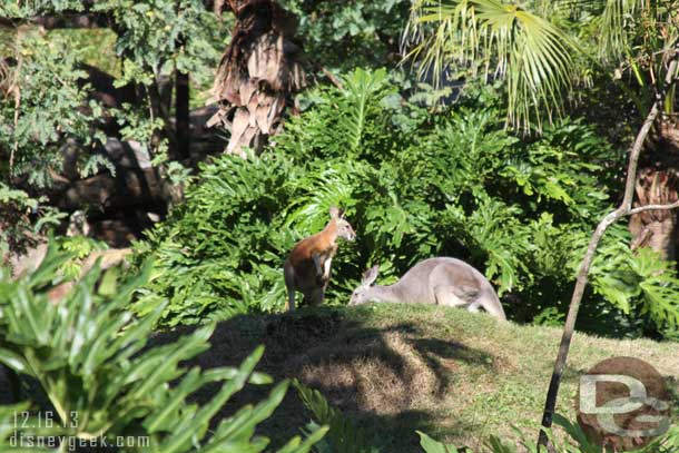 More kangaroos in the distance.