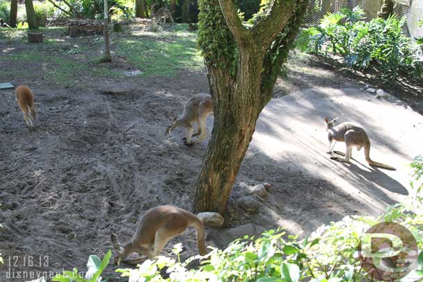 Better pic of the kangaroos