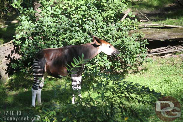 Next up a trip on the Kilimanjaro Safari.