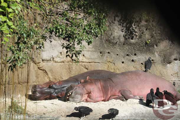 Since it was cool a couple hippos were out sunning themselves.