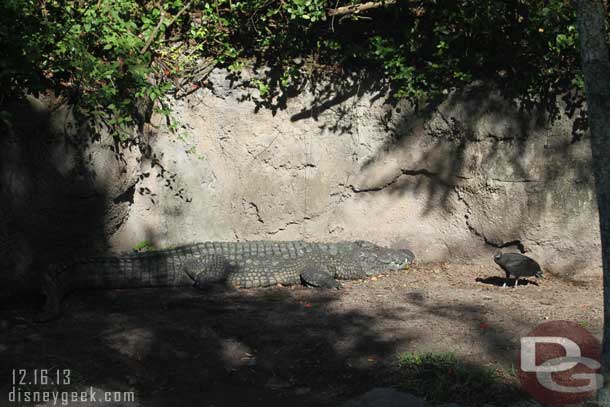 That bird does not seem to mind the nile crocs nearby.