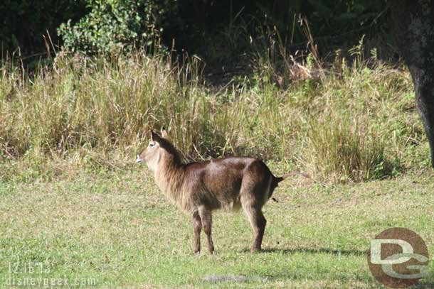 A water buck on the savanna 