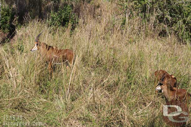 Sable Antelope