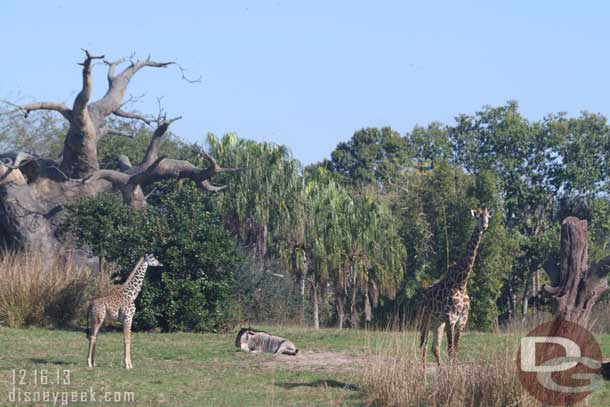 A young giraffe was out