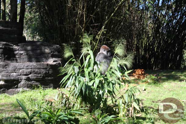 Male silverback gorilla