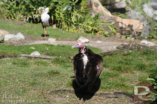 This vulture waddled down to the water to hang out.