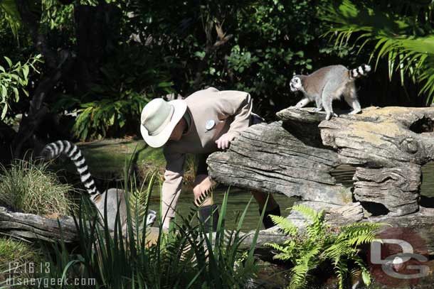 Feeding time for the lemurs