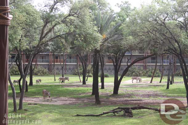 A herd of Zebra out on the savanna at Kidani.