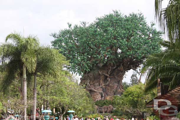 Always seem to want to take a Tree of Life picture.. have way too many from this angle..