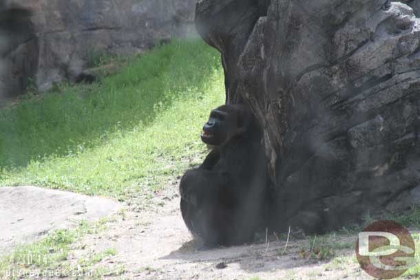 The gorillas were not really doing much.  Just lounging around.