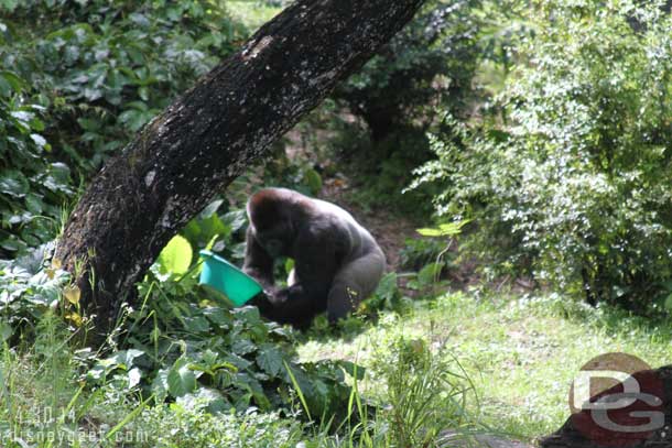 This male was playing with a pail.